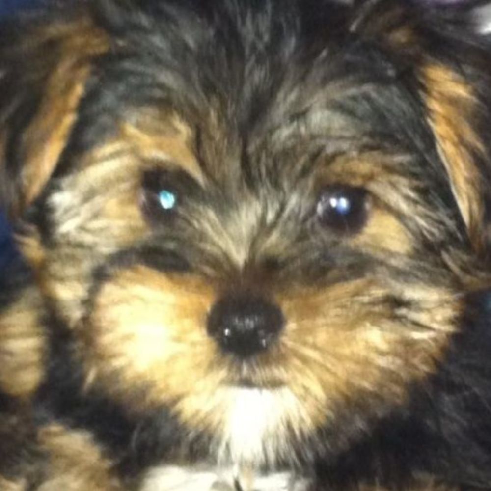 Meet your Posher, Maximus decimus